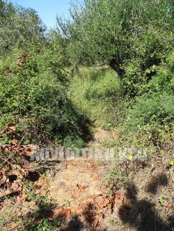 Συνεχείς είναι οι καταπατήσεις στην περιουσία του Ινστιτούτου και οι κλοπές από δέντρα που χρησιμοποιούνται για επιστημονικά πειράματα.