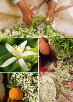 neroli