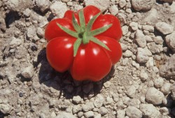 TOMATAKI_SANTORINHS