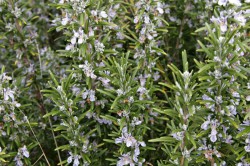 Rosemary_bush