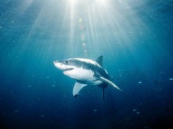 great-white-shark_559_600x450