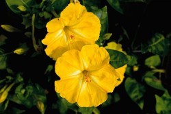 oinothiras