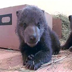 bear
