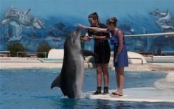 delfini