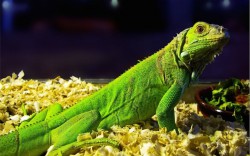 iguana