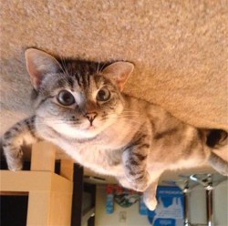 gata