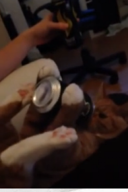 gata