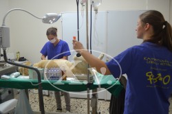 Περίπου 25 αδέσποτα ζώα στειρώνονταν κάθε μέρα από την Μ. Δευτέρα έως και χθες από εθελόντριες Γερμανίδες κτηνιάτρους