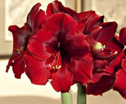 amaryllis-velvets
