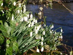 galanthus-nivalis2