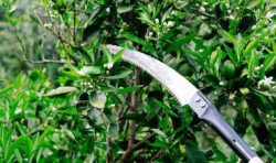 mistikakipou-klademaportokalias-370x220
