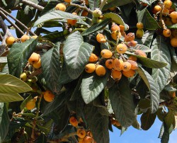 Eriobotrya_japonica_C