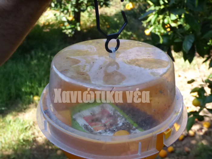 Παγίδα σε βιολογική καλλιέργεια πορτοκαλιών γεμάτη μυγάκια