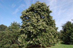 Tilia tomentosa 2