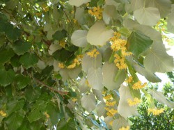 flamouria