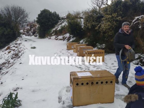 απελευθέρωση όρνιων