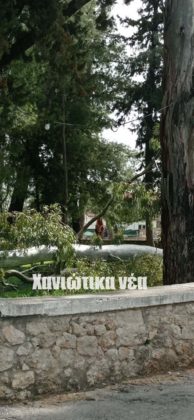 πτώσεις δέντρων