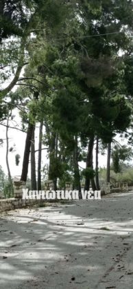 πτώσεις δέντρων