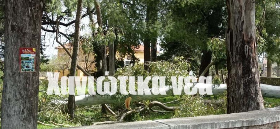 πτώσεις δέντρων