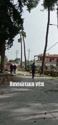 πτώσεις δέντρων