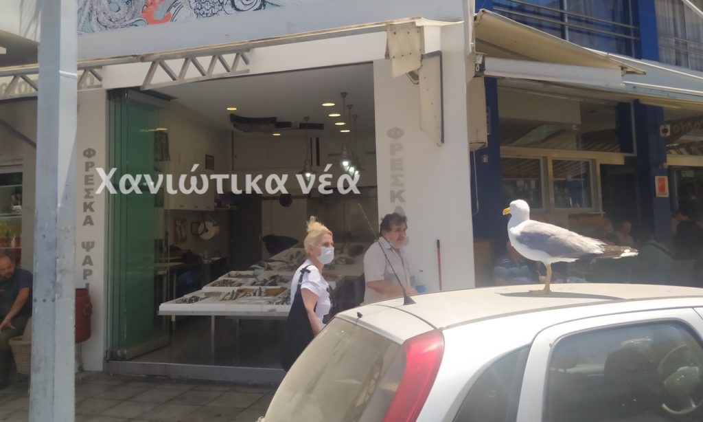 Γλάρος ιχθυοπωλείου