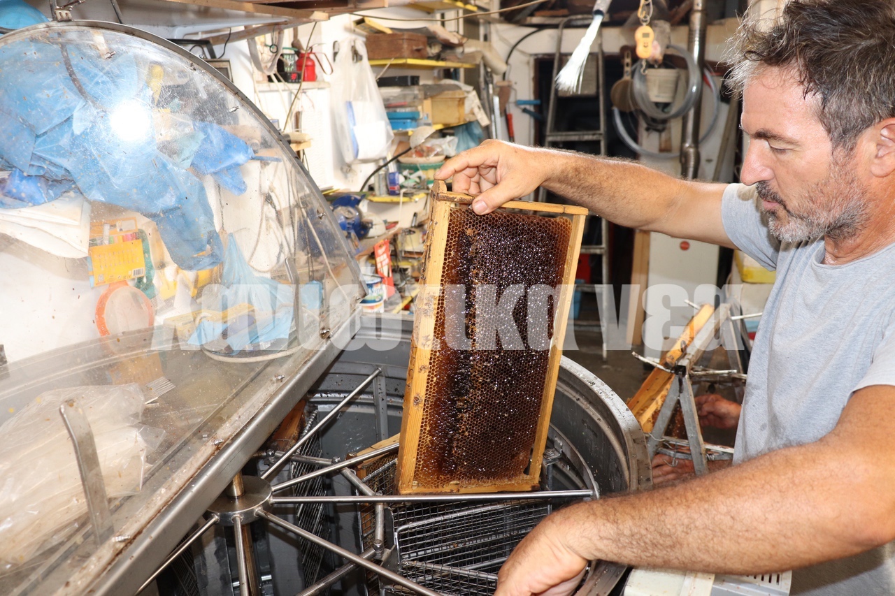 Μελισσοκομία