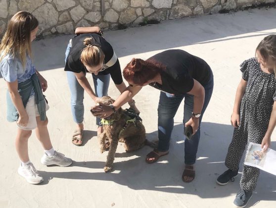 παγκόσμια ημέρα ζώων